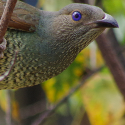Satin bowerbird photography from Couching About