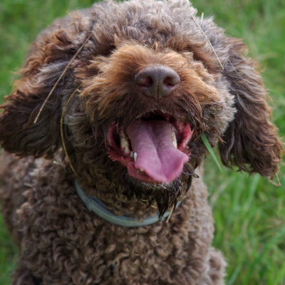 Brown dog photography from Couching About