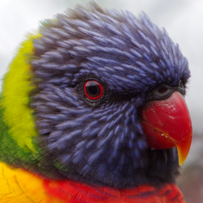 Rainbow lorikeet photography from Couching About