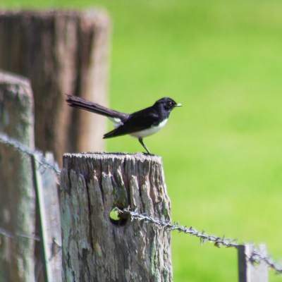 Willie Wagtail on a farm fence post photography from Couching About